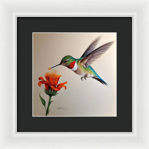 Hummingbird with Flower Drawing - Framed Print