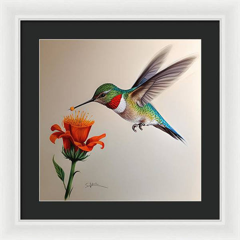 Hummingbird with Flower Drawing - Framed Print