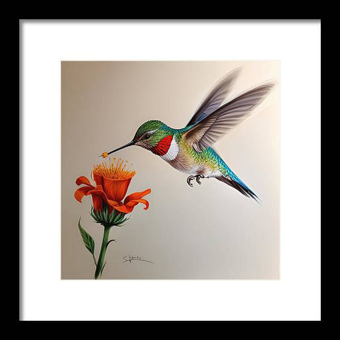 Hummingbird with Flower Drawing - Framed Print