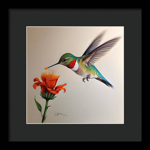 Hummingbird with Flower Drawing - Framed Print