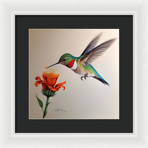 Hummingbird with Flower Drawing - Framed Print