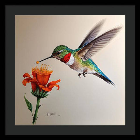 Hummingbird with Flower Drawing - Framed Print