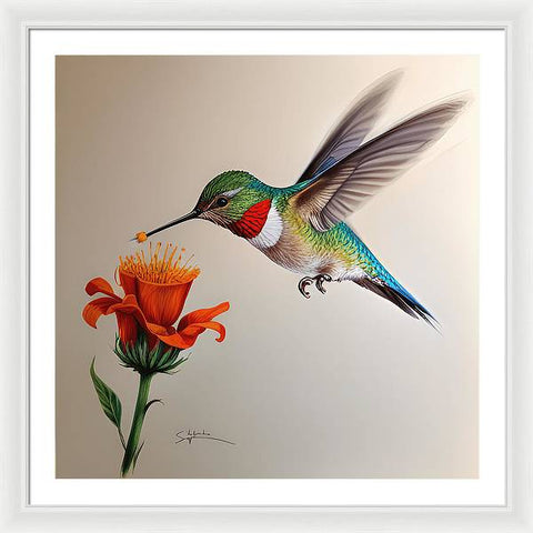 Hummingbird with Flower Drawing - Framed Print