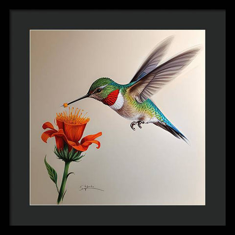 Hummingbird with Flower Drawing - Framed Print