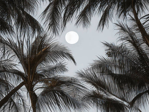 A full moon is visible through a palm tree and a branch of grass.