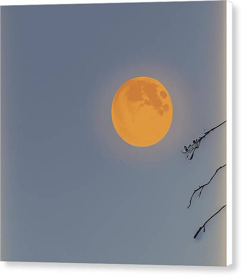 Boogie Board in a Red Forest Under a Blue Sky and Moon - Canvas Print